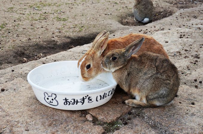 世界中から観光客が訪れるウサギの島「大久野島」