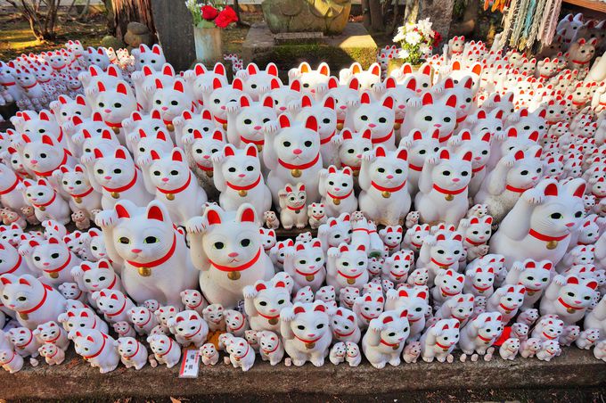 猫好き必見！招き猫がいっぱいの東京・豪徳寺