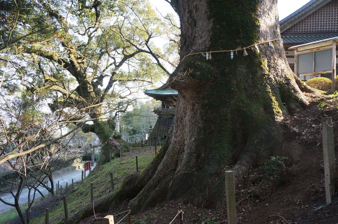 樹齢約600年の大楠も！「稲佐神社」は佐賀の新パワースポット