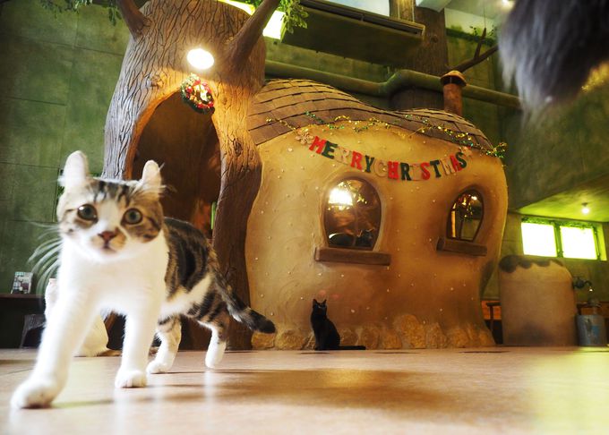 人気のダウンロード 猫 カフェ 抱っこ Ok 東京 100 で最高の画像