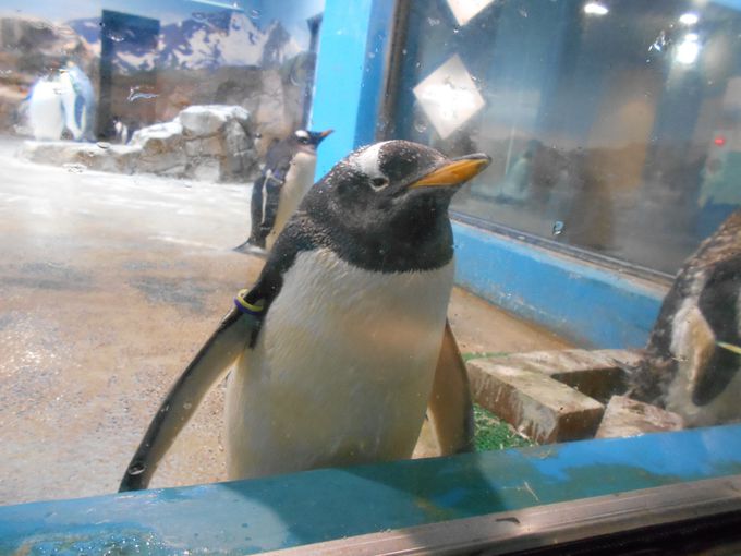 長崎ペンギン水族館のペンギン