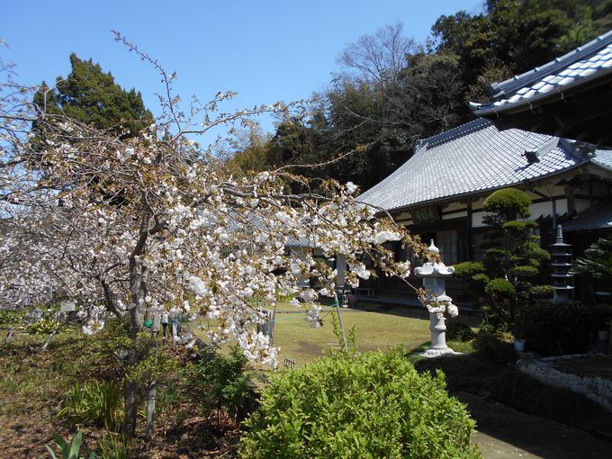 八重咲きのしだれ桜が見られる！伊豆市「最福寺のしだれ桜」