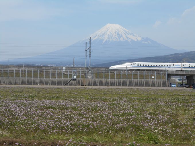 富士山＋レンゲ畑で春を満喫！静岡県「富士山れんげまつり」