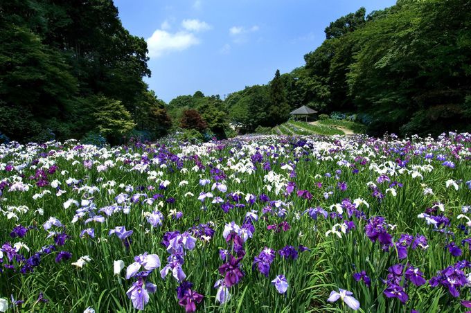金沢市民の憩いの場「卯辰山公園」で花菖蒲やあじさいを満喫