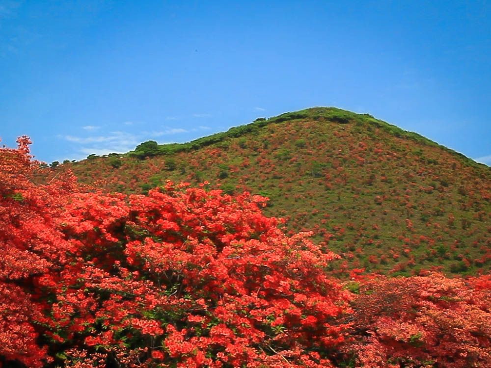 山裾を真紅に染めるつつじが美しい！初夏の函館「恵山つつじ公園」