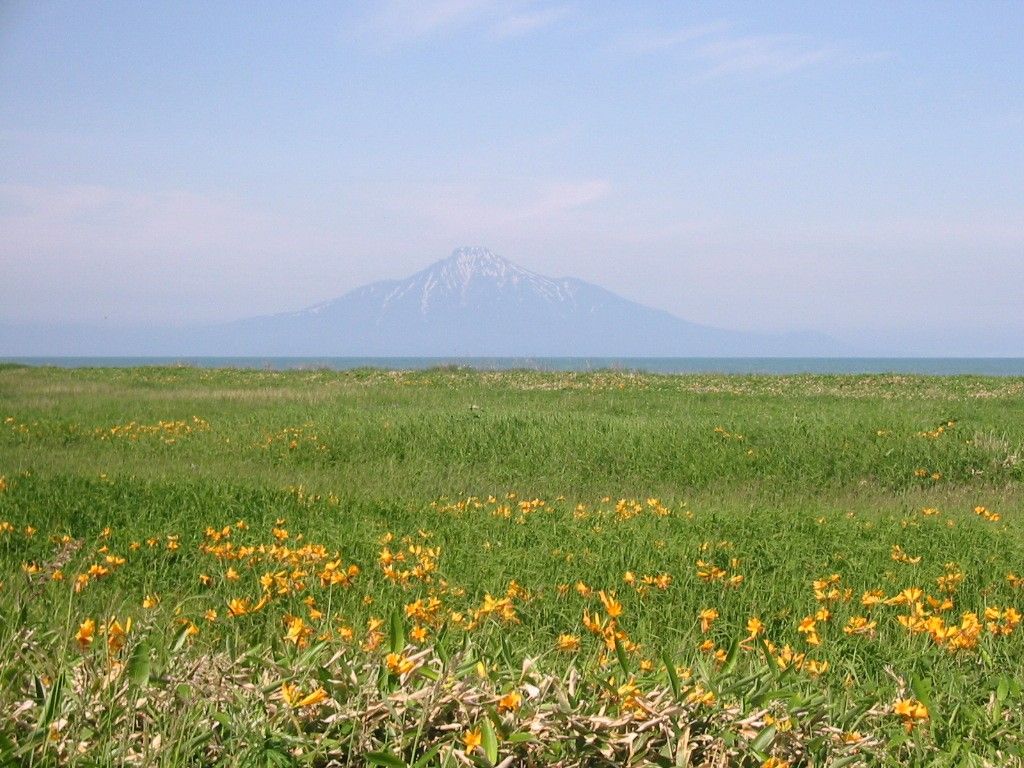 巨大湿原 北海道「サロベツ原生花園」はエゾカンゾウが咲く時期がお勧め