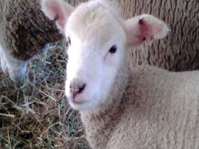 小岩井農場に羊の赤ちゃんを見に行こう！――岩手県雫石町