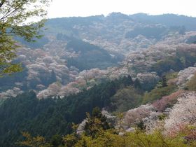 桜で染まる吉野山が持つ、他にはないその美しさの理由