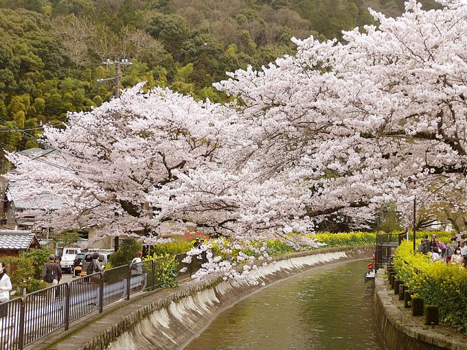 京の川沿い桜スポット！川に寄り添い水面に映る桜の美しさ
