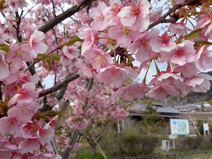 京の早咲き桜でお花見！河津桜で春の訪れ一足先に味わう贅沢