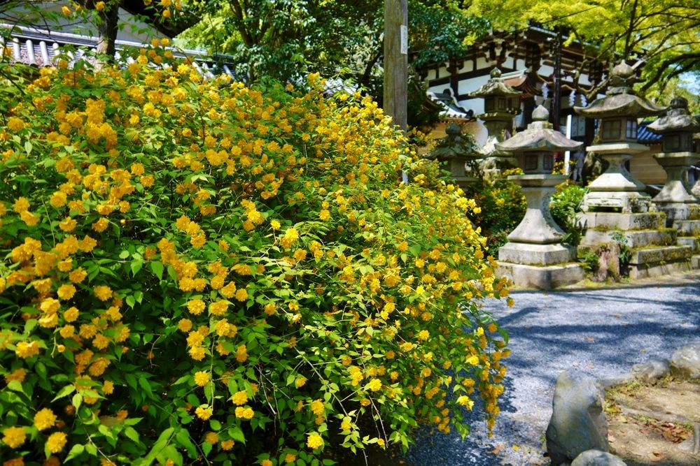 京都「松尾大社」は山吹の名所。黄金色に染まる境内が見事！