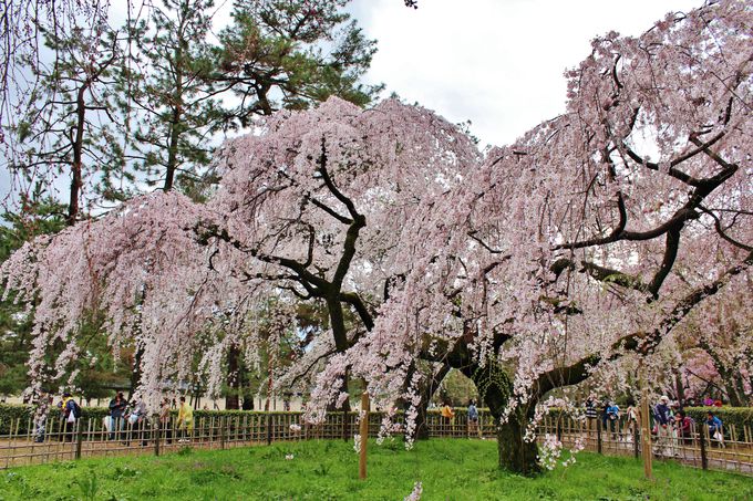 「京都御苑」は梅・桃・桜が同時に咲く隠れた花の名所