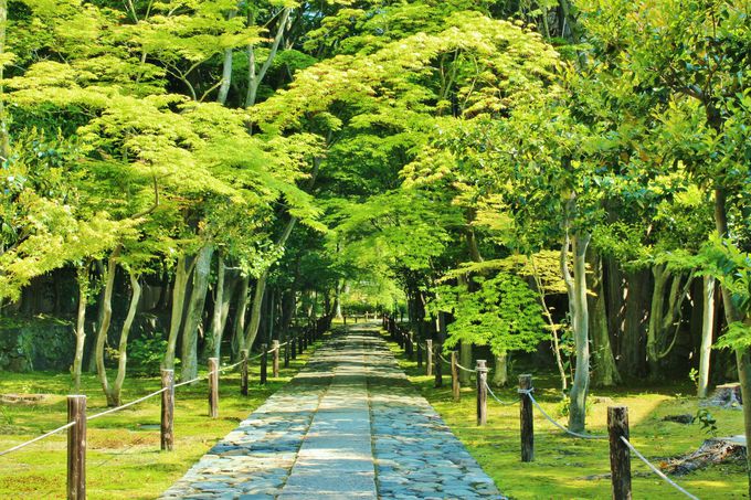 嵐山・嵯峨野で新緑・初夏の青もみじをめぐろう！
