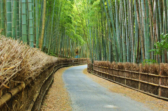京都・向日市「竹の径」は穴場フォトジェニックスポット！