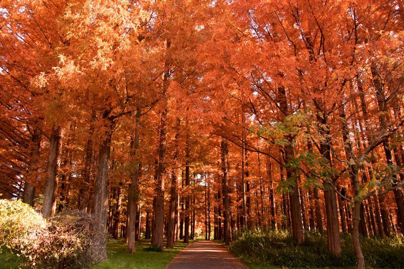 「都立水元公園の秋」的圖片搜尋結果