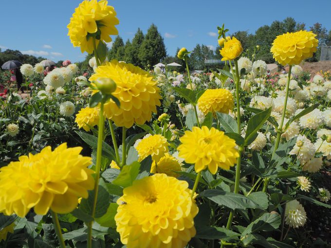 広島県 世羅高原農場でダリアの舞踏会へ～花旅で癒されよう