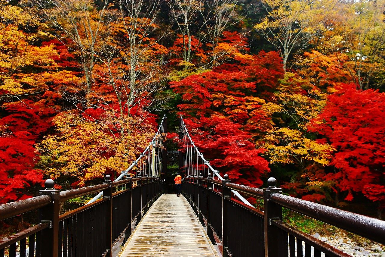 絶景紅葉の撮影スポット 那須塩原温泉 紅の吊り橋 が凄い 栃木県 Lineトラベルjp 旅行ガイド