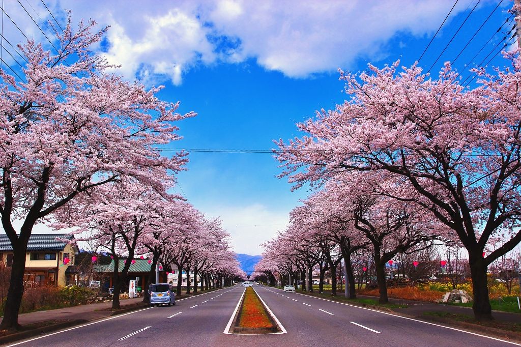 那須高原 1.5km続く野崎の桜並木と烏が森公園の桜祭り