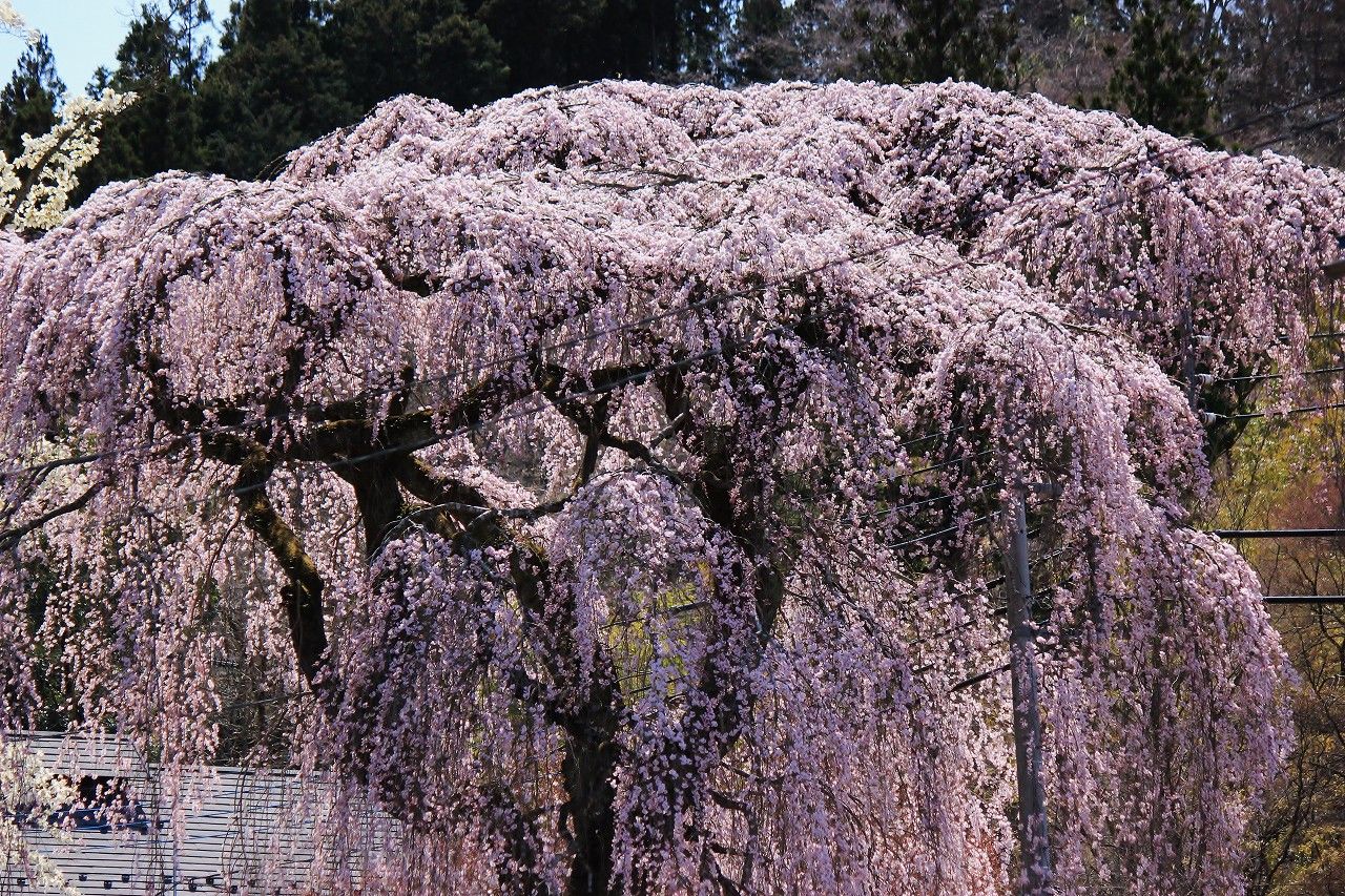 絶景！那須高原芦野の「桜ケ城」と武家屋敷の枝垂れ桜
