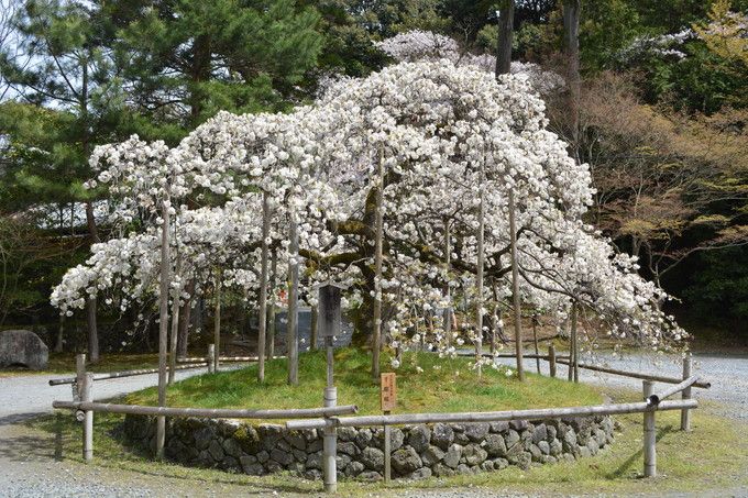 千眼桜に西行桜、業平桜も！京都洛西で必見の３名桜