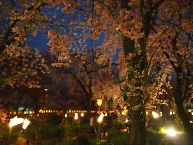夜も美しい京都「平野神社」桜ライトアップ！多彩な品種・花の共演