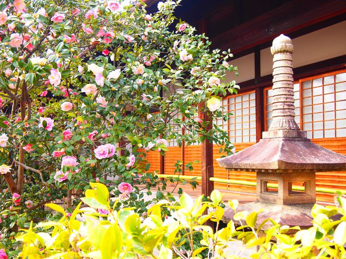 京都「椿寺・地蔵院」美しい五色八重散椿とあの英雄が眠る墓所