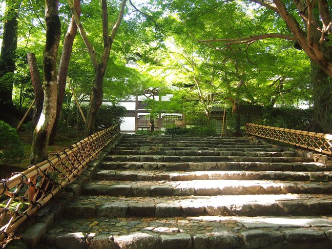 京都夏の「龍安寺」で爽やか水景色と緑の光景を堪能しよう！