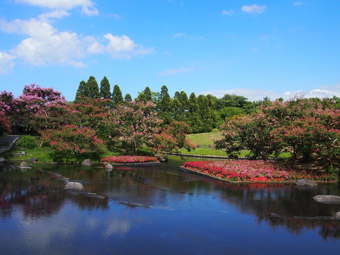 鮮やかサルスベリ！京都・梅小路公園「朱雀の庭」