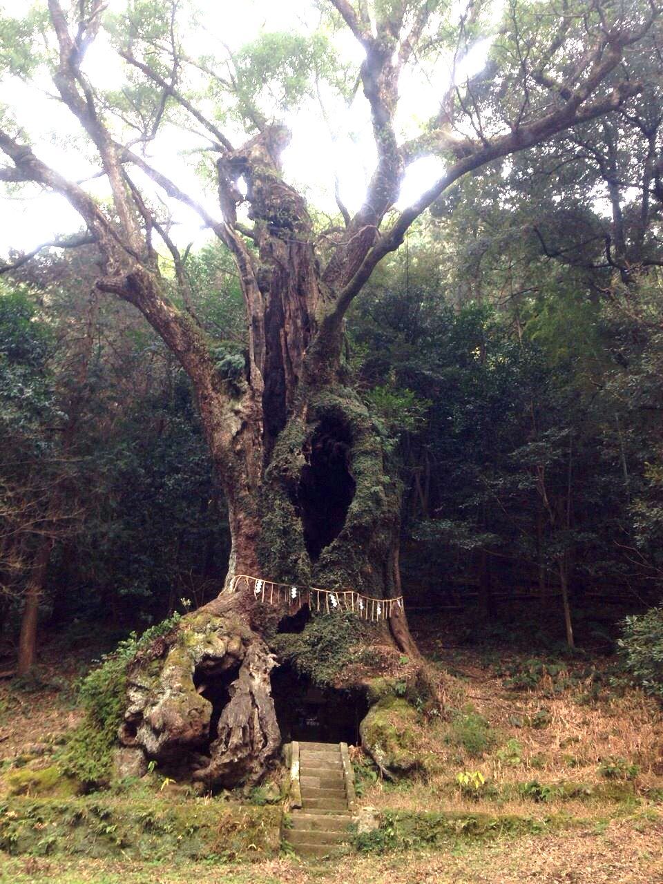息をのむ神聖な聖域に佇む樹齢3000年の大楠!!