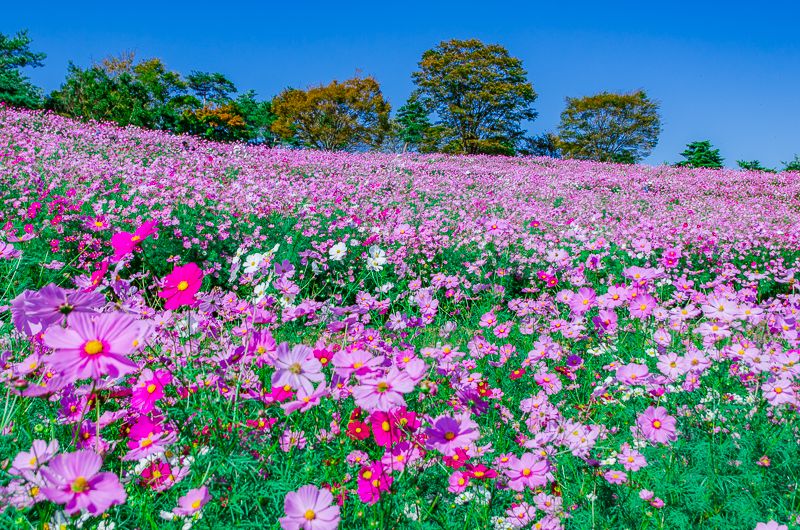 昭和記念公園 のコスモス畑 花の丘 は東京都内最大級400万本の大絶景 Navitime Travel