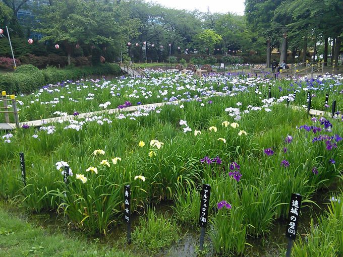堀切菖蒲園だけじゃない！東京下町のしょうぶ沼公園はハナショウブの見本市