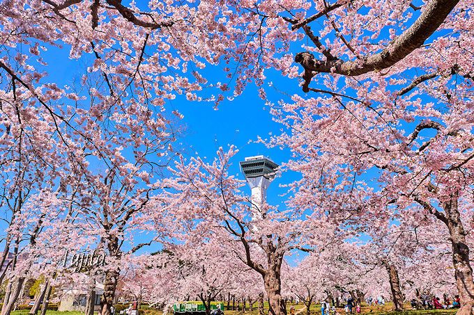 函館・五稜郭公園の桜が美しい！おすすめ花見ポイント４選