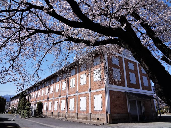 世界遺産で花見はいかが？群馬・富岡製糸場の桜がすごい！
