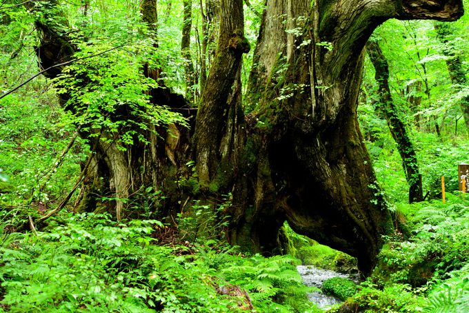 「たじま高原植物園」…樹齢千年のマザーツリーは 神秘の森のパワースポット
