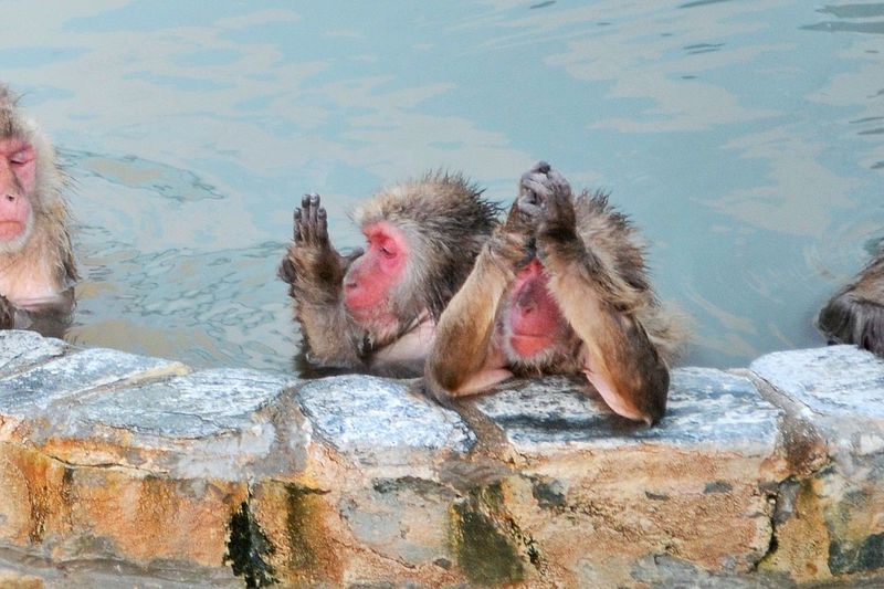 五郎丸ポーズ 北海道 函館市熱帯植物園 の温泉に入るサルがかわいい 北海道 Lineトラベルjp 旅行ガイド