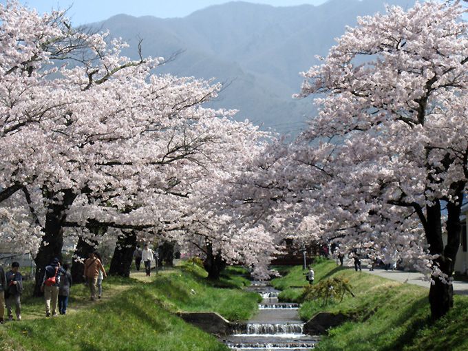 心に刻まれた「あの春」がここにある！福島「観音寺川の桜」