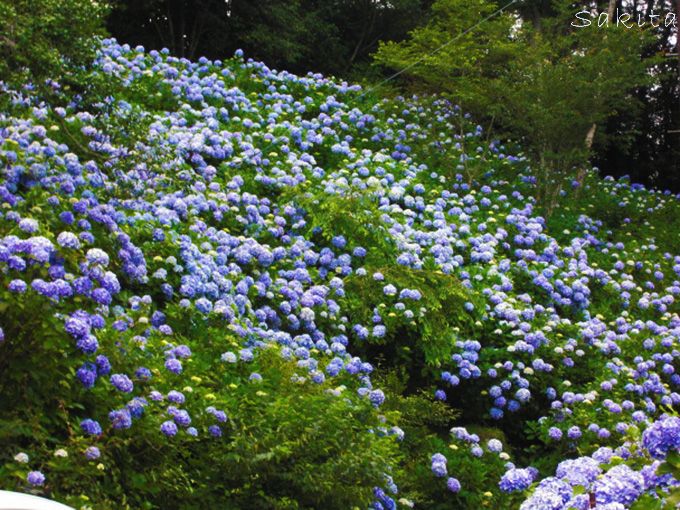 千葉・妙法生寺の麻綿原ブルー！2万株の紫陽花は7月も見頃