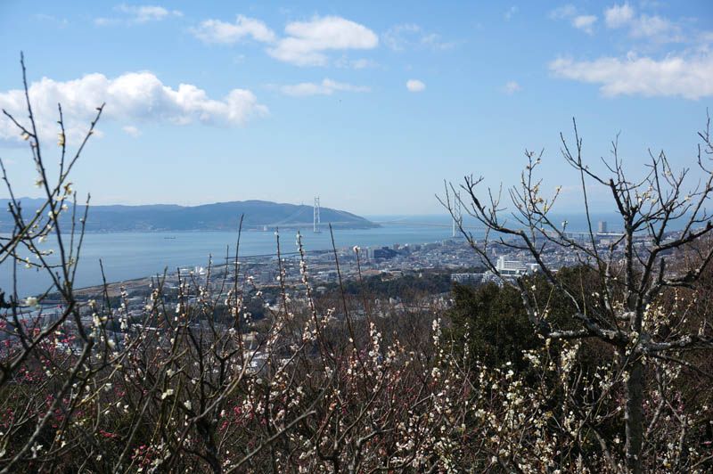 海と梅の絶景と遊べる梅林！「須磨浦山上遊園」