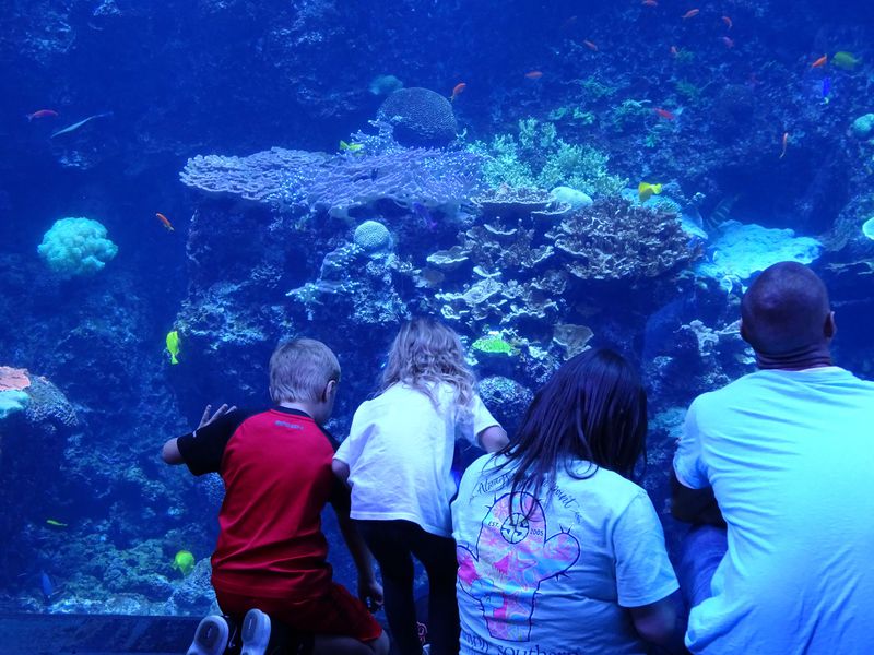 世界最大の水族館も！アトランタで絶対に外せない場所４選