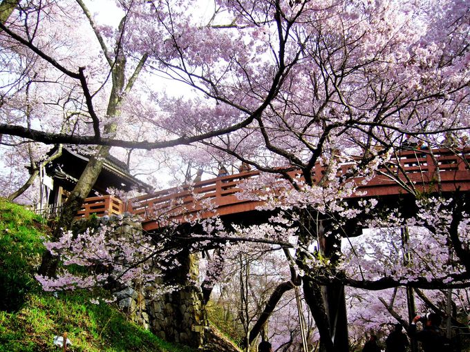 高遠城址公園や一本桜も！南信州・伊那谷のアルプスを彩る名桜めぐり