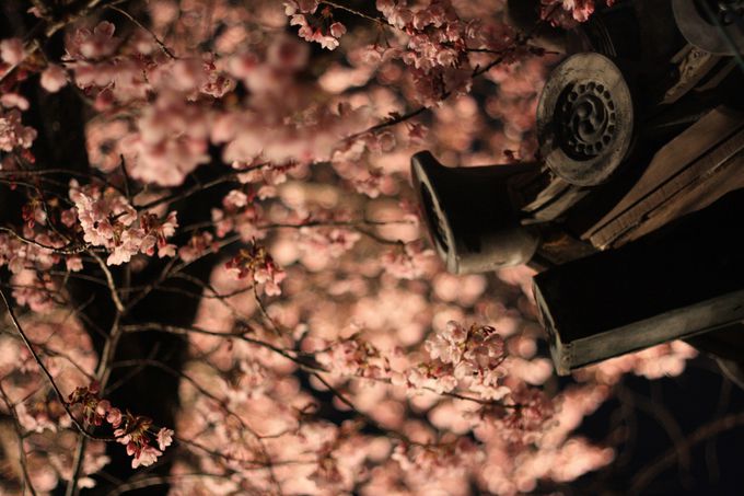徳島「原田家住宅」の蜂須賀桜で一足早い春を感じよう