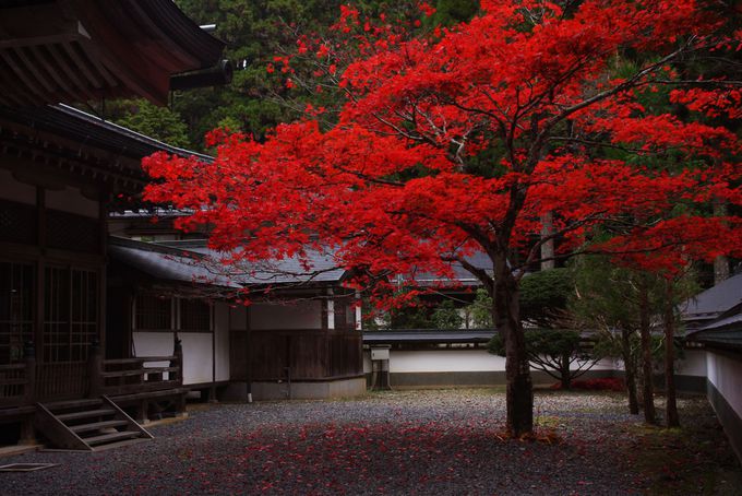 高野山観光のベストシーズンは秋の紅葉！見頃は11月上旬