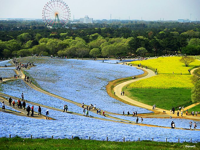 爽快サイクリング！茨城「国営ひたち海浜公園」を自転車で周遊