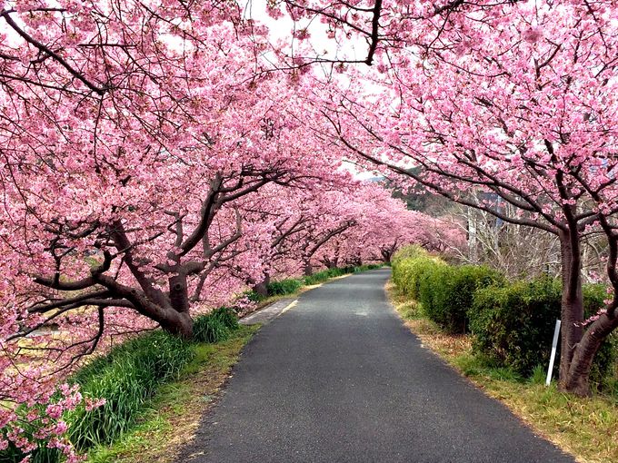 南伊豆町「みなみの桜と菜の花まつり」・河津桜と菜の花の絶景の巡り方