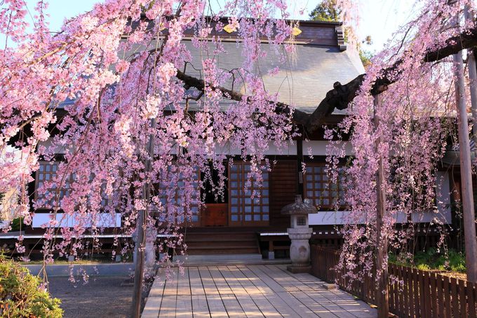 春の雨はサクラ色？山梨「慈雲寺」の境内に降り注ぐしだれ桜