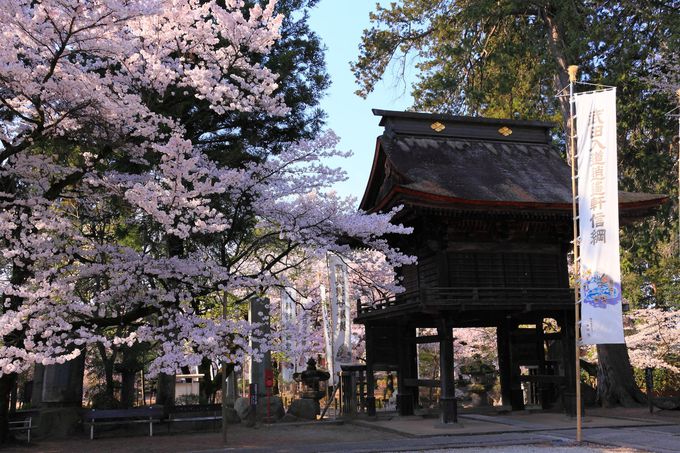 武田の菩提寺に咲く桜は甲斐の国の春の訪れ！山梨「恵林寺」