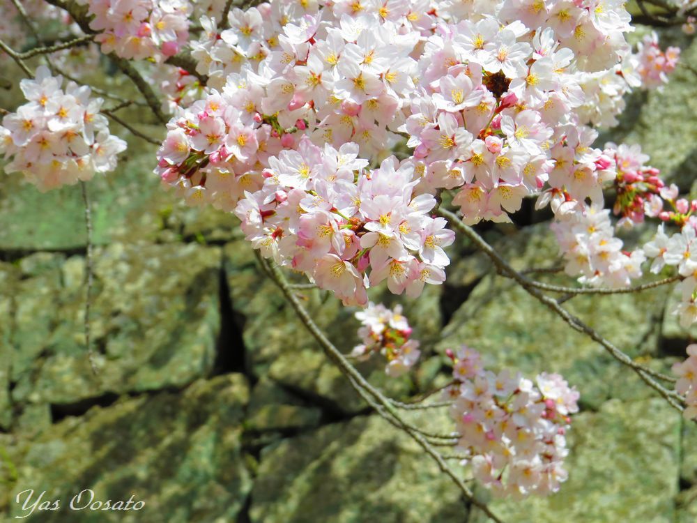 もんげぇきれいな桜の「岡山城」は外国人観光客急増中！