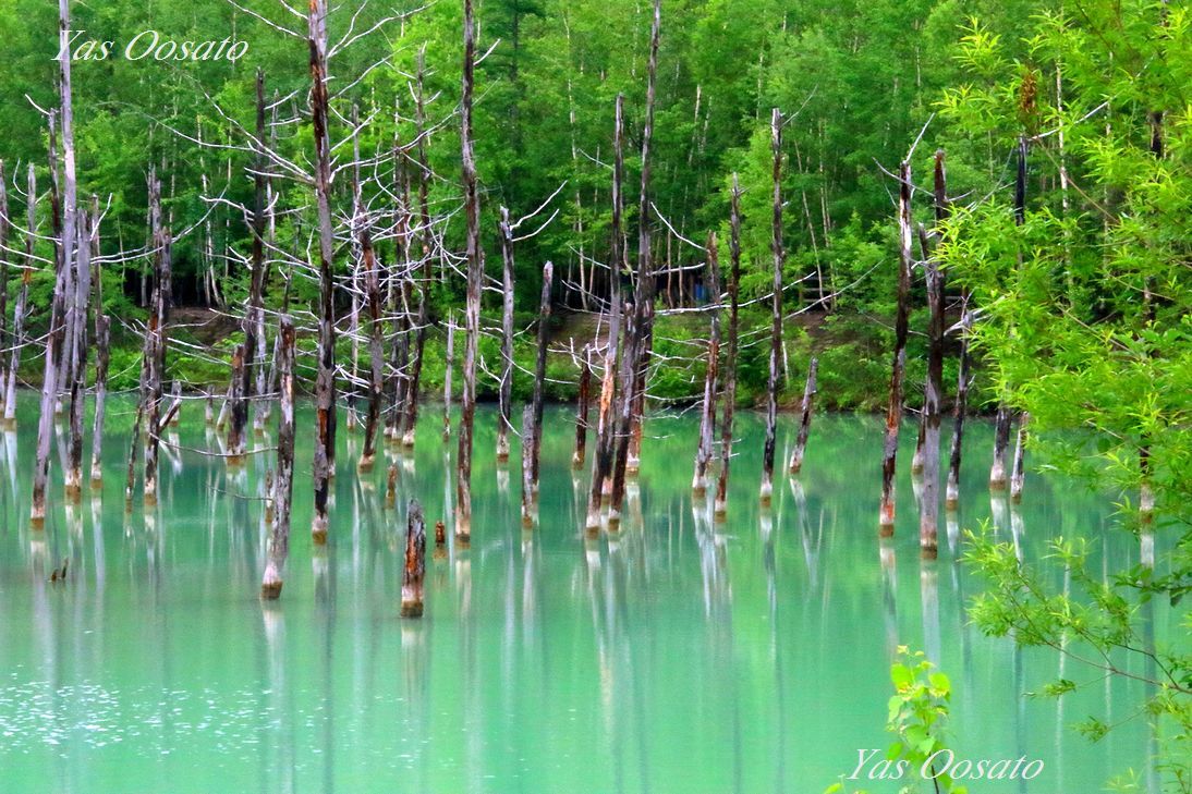北海道・美瑛観光で神秘の「白金青い池」は必見！