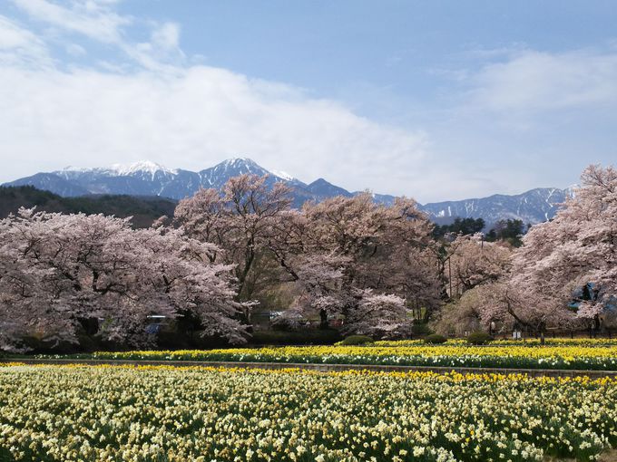 マツコ絶賛！日本最古の神代桜や穴場の桜を巡って、甲州の桜満喫