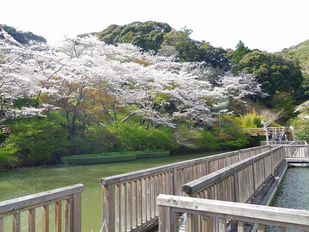 浜松「奥山公園」の桜は浮橋からの観桜が人気！